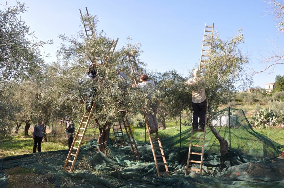 La raccolta delle olive nei nostri uliveti